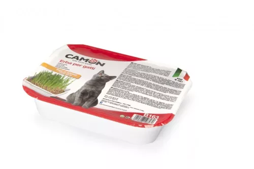 Camon Macskafű búzamag