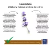 My Bulldog Soap - gyógynövényes kutyaszappanok - Levendula