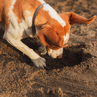Hogyan szoktassuk le a kutyát az ásásról