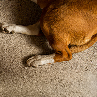 Kutya hasmenés - okai és kezelése