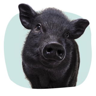 Petstart állatgyógyszer haszonállatoknak