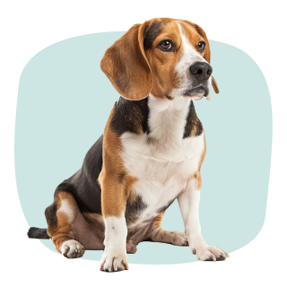 Petstart állatgyógyszer kutyáknak